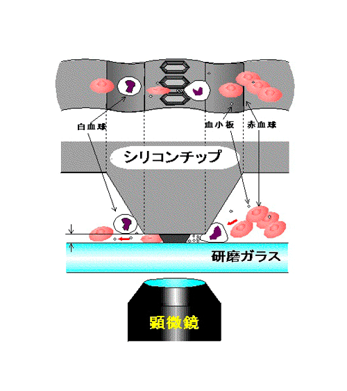 血液サラサラ